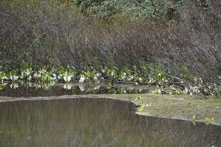 高谷池の水芭蕉