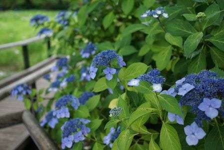 雨の日の紫陽花