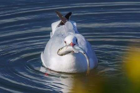 大物獲ったよ！