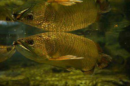 ノーザンバラムンディ！