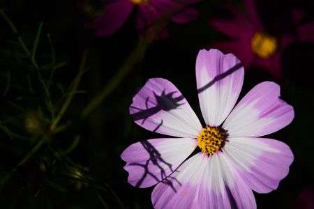 物憂げコスモス