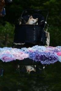 リフレクション