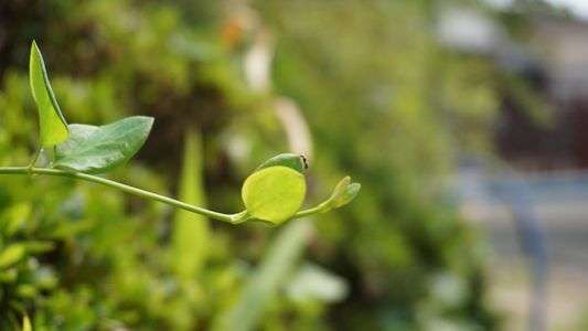 葉っぱとｱﾘﾝｺ