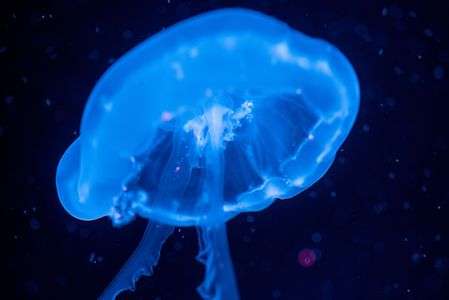 星の中のクラゲ