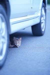 駐車場は、駐猫場。