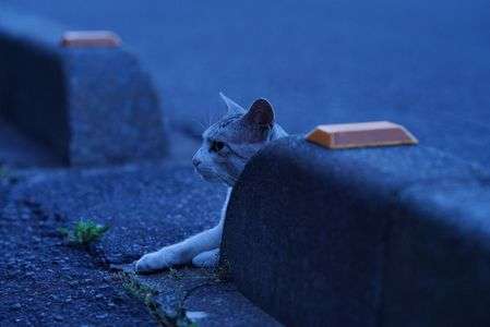 かくれんぼ、ヘタね... 。