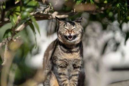 笑顔が欲しいだと！？