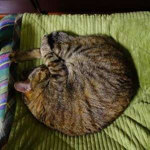 ニャンモナイト