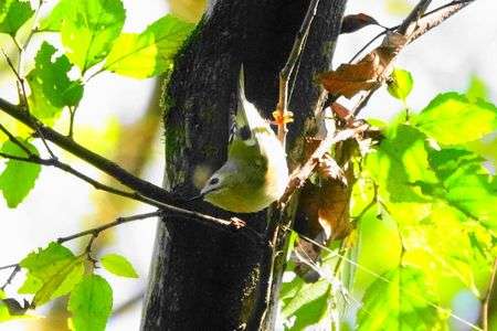 キクちゃん！元気です