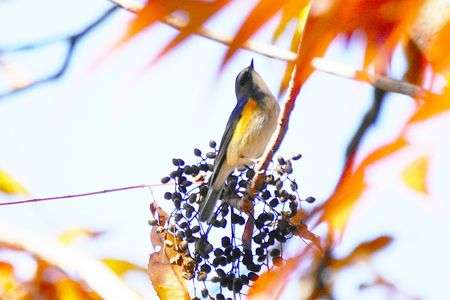 ハゼの木にルリビタキさんが飛来！#ルリビタキ#