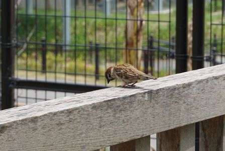 動物園に来たはずなのに