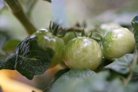 ちびっこトマト