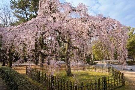 出水の枝垂れ桜