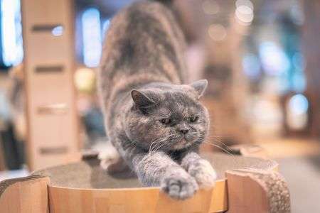 大好きなネコちゃん