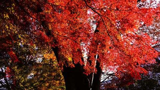 小石川後楽園 (2)