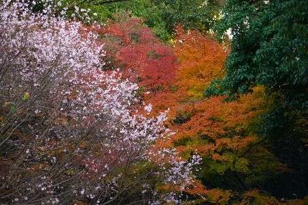 紅葉と十月桜