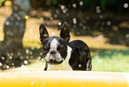 スパンコールの世界
