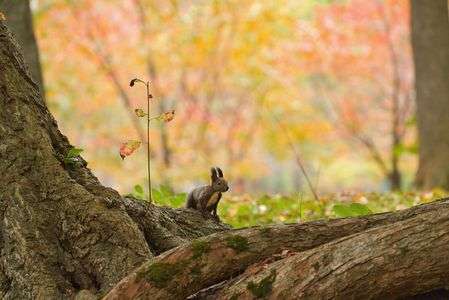 いろどり最高の季節へ！