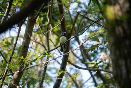 はじめましてオオルリくん