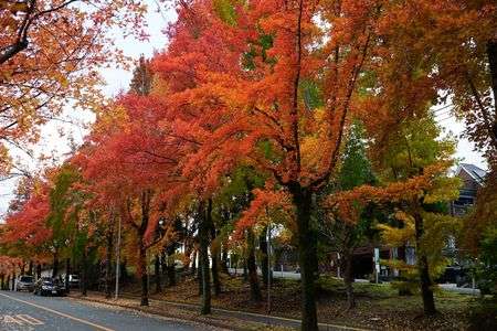 紅葉の歩道