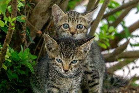 2匹のねこ（２）