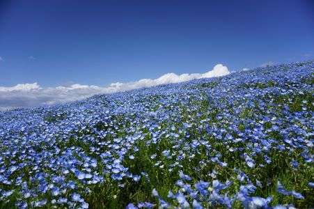 国営ひたち海浜公園　