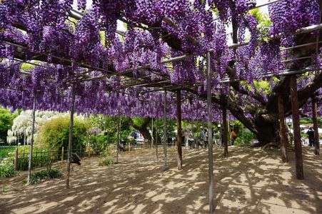 あしかがフラワーパーク　大藤