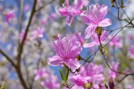 仁和寺にて　ミツバツツジ