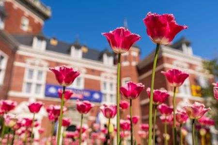 チューリップ撮って下半身を鍛えよう