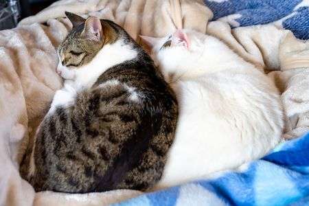 シンクロ率100％