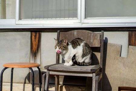 獲物いないかな