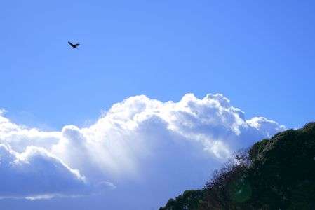 鳥と雲と