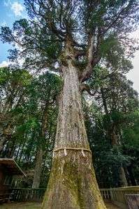 霧島神宮御神木