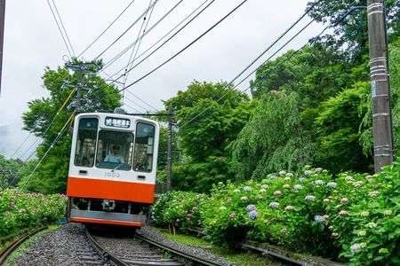 箱根登山鉄道と紫陽花