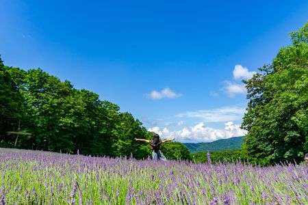 ラベンダー畑