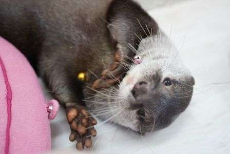 浅草　どうぶつ