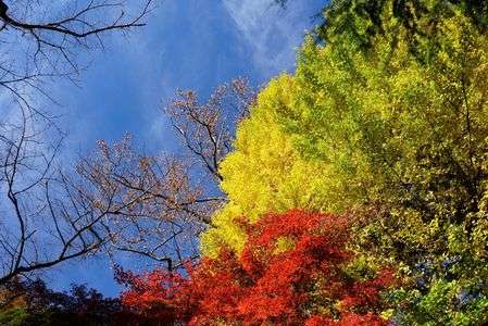 厳冬の前の輝き