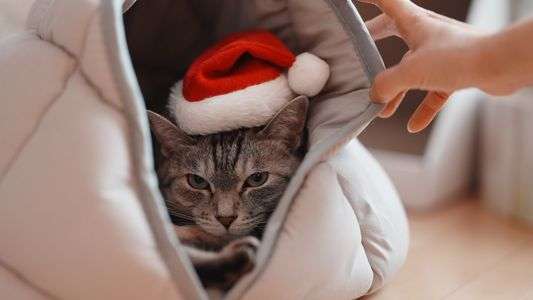 ふきげんサンタ2025