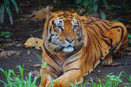 バイアイの子虎