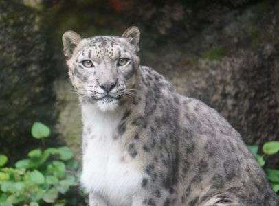 ユキヒョウ、アサヒ