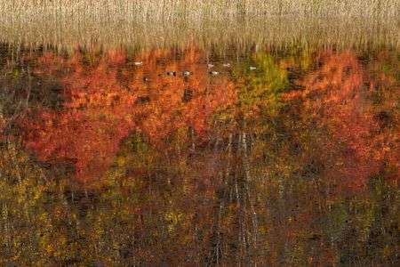 福島のモネの池