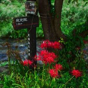 三千院と寂光院への道案内彼岸花