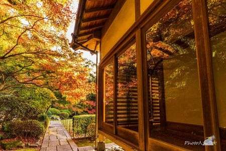 ガラス窓の紅葉