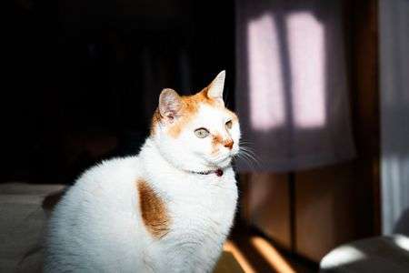 朝陽のスポットライト