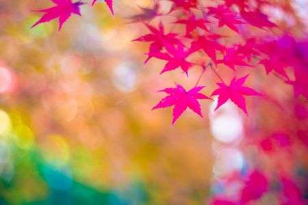 秋色グラデーション