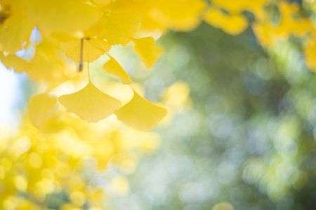 銀杏のきらめき