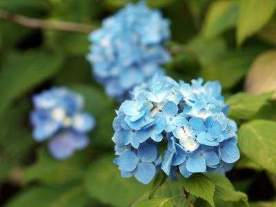 6/16 月照寺の紫陽花