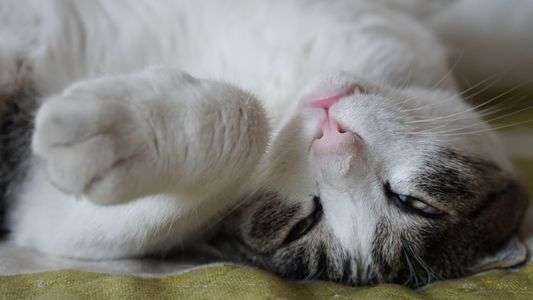 猫　凛太朗　目を開けて寝る