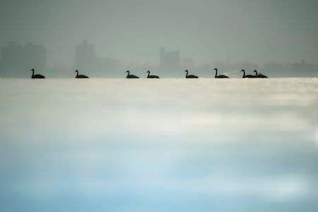 朝靄の中でゆっくりと渡るコハクチョウたち