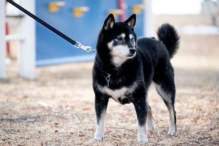 ずいぶん歳をとりました。